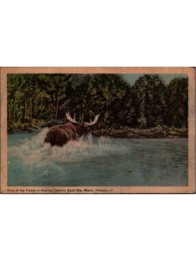 King of the Forrest in Algoma Country Sault Ste. Marie, Ontario, Canada Postcard